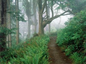 Oregon Long Distance High School Running Camp